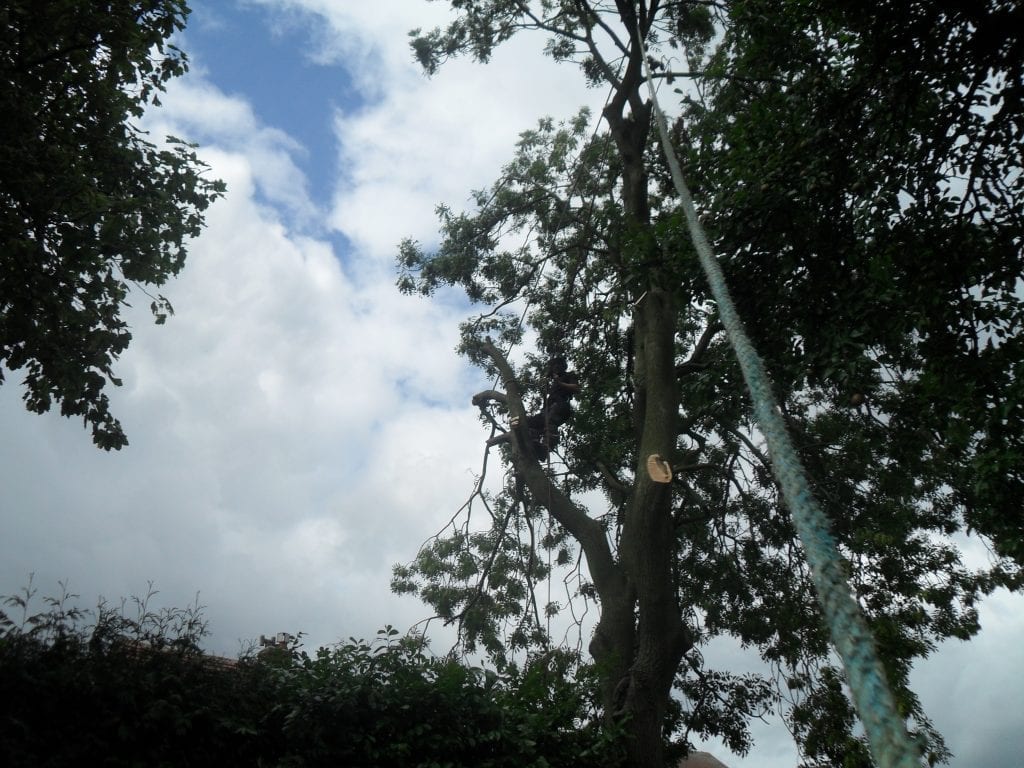 Tree surgeon climbing tree and removing branches in sections with a rope and chainsaw