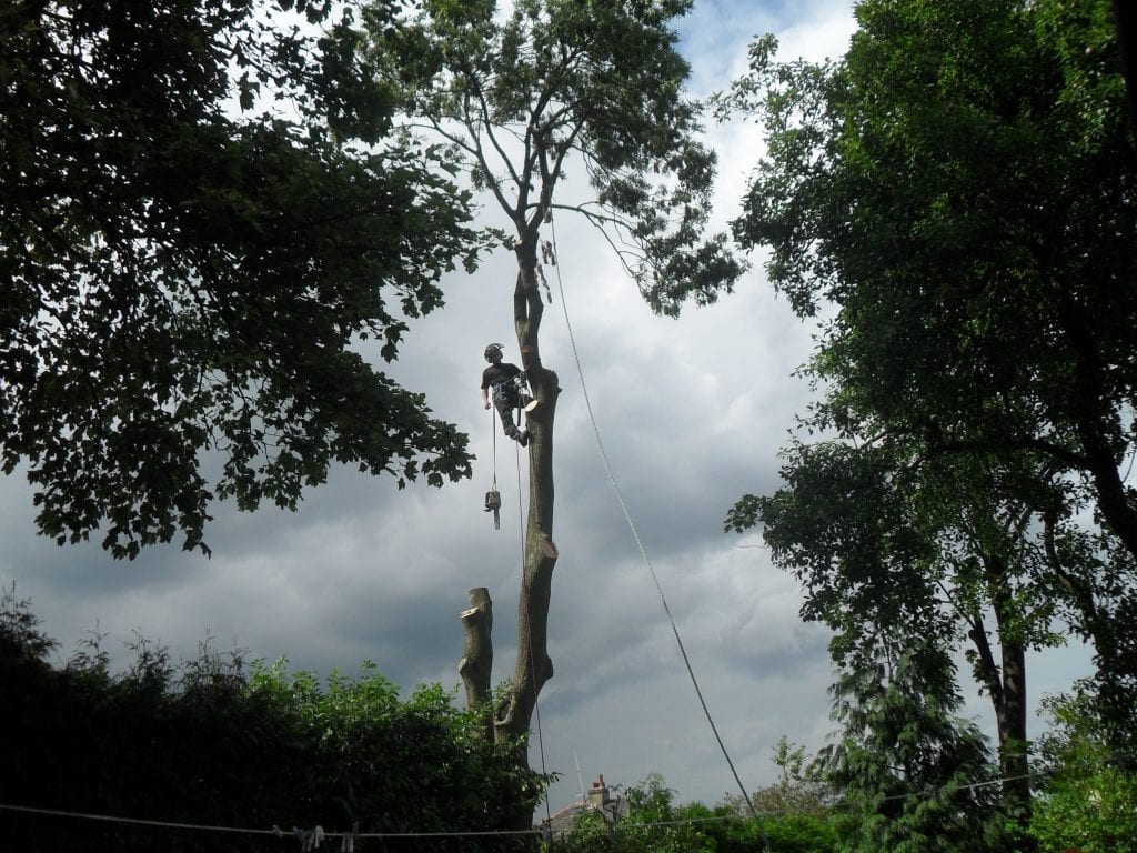 Ash Tree being cut down by one of D W Tree Services tree surgeons