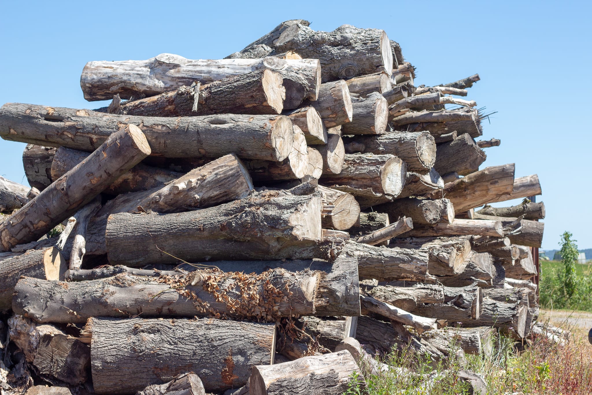 Stack of timber ready for processing into seasoned firewood